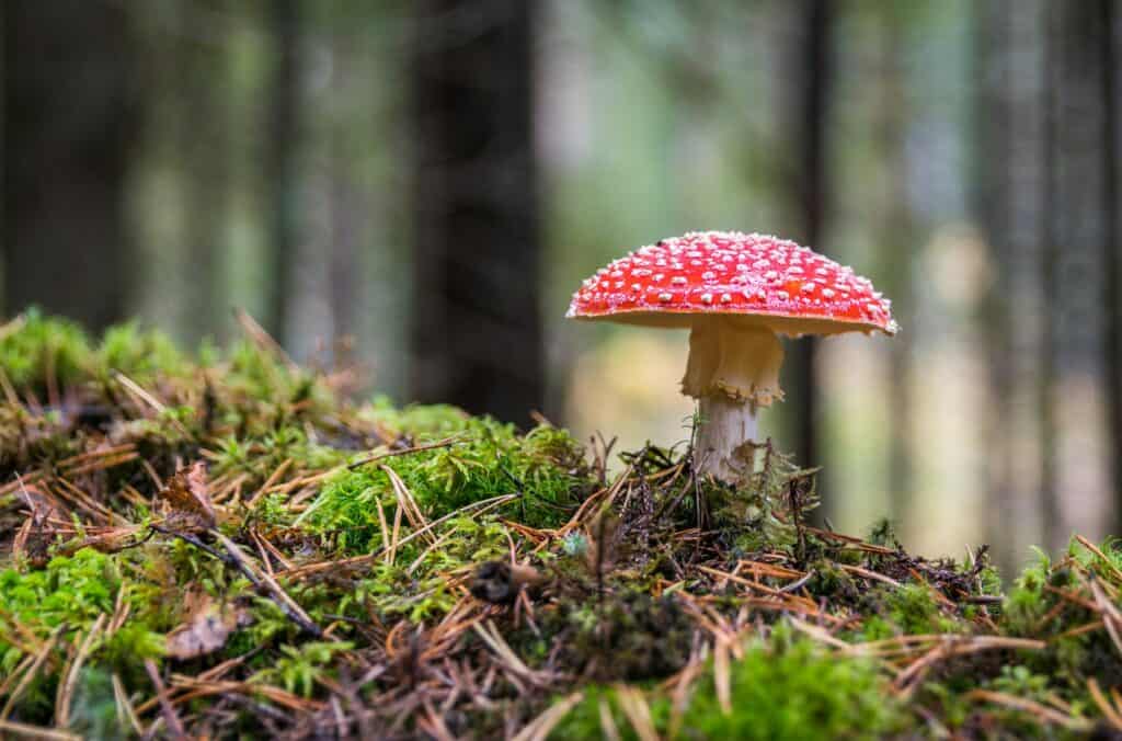 選擇野生牛樟芝的隱藏風險 / Photo by Егор Камелев on Unsplash