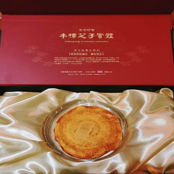 牛樟芝的食用安全性因為早期野生來源而被重視,現今依靠工廠量化生產下,安全疑慮已獲得保障。圖片來源:恩揚生技
