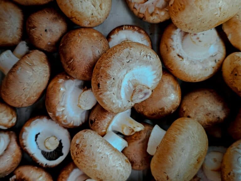 多醣體食物