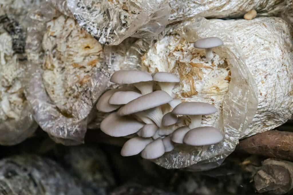 固態培養讓菇蕈類培育過程更加可控 / 圖片來源:可商用圖庫