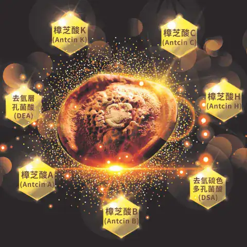 牛樟芝具有的樟芝酸三萜類能發揮多種保健功效 / 恩揚生技