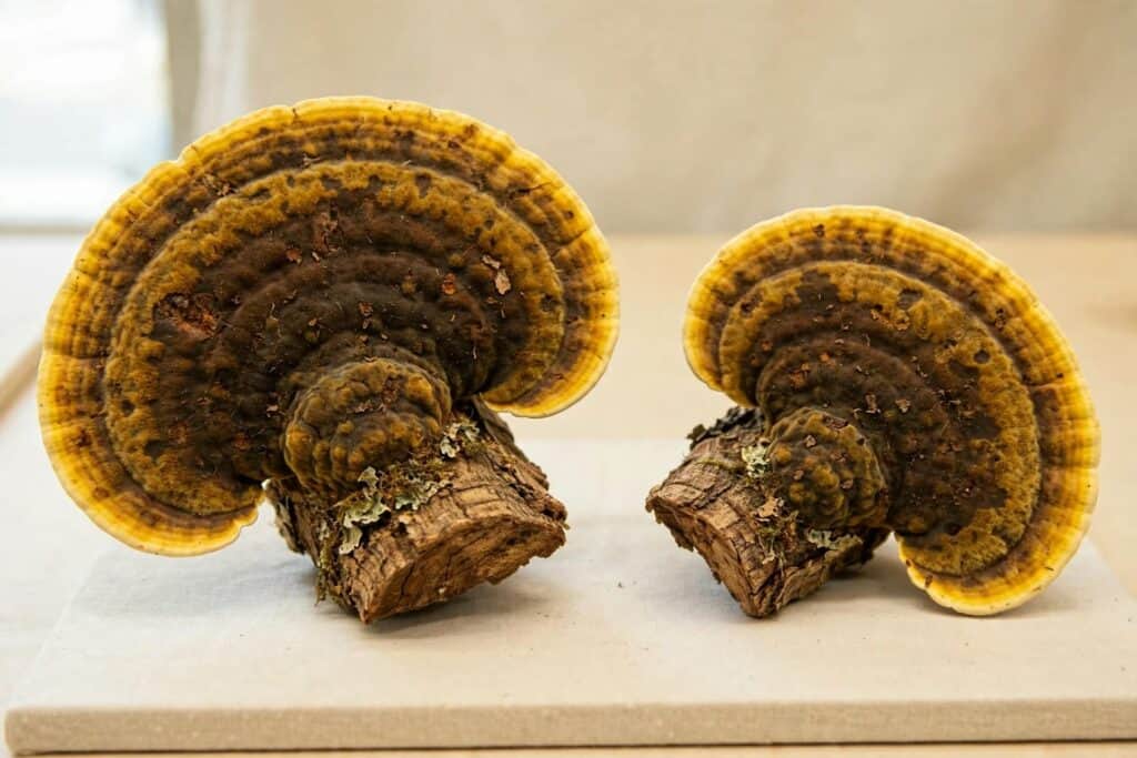 桑黃牛樟芝差別從物種、寄主樹種、地理分布到培養方式皆有差異，來自東亞廣泛分布的桑黃屬真菌與台灣特有的牛樟樹共生環境，兩者具有不同的成分特性與市場定位。